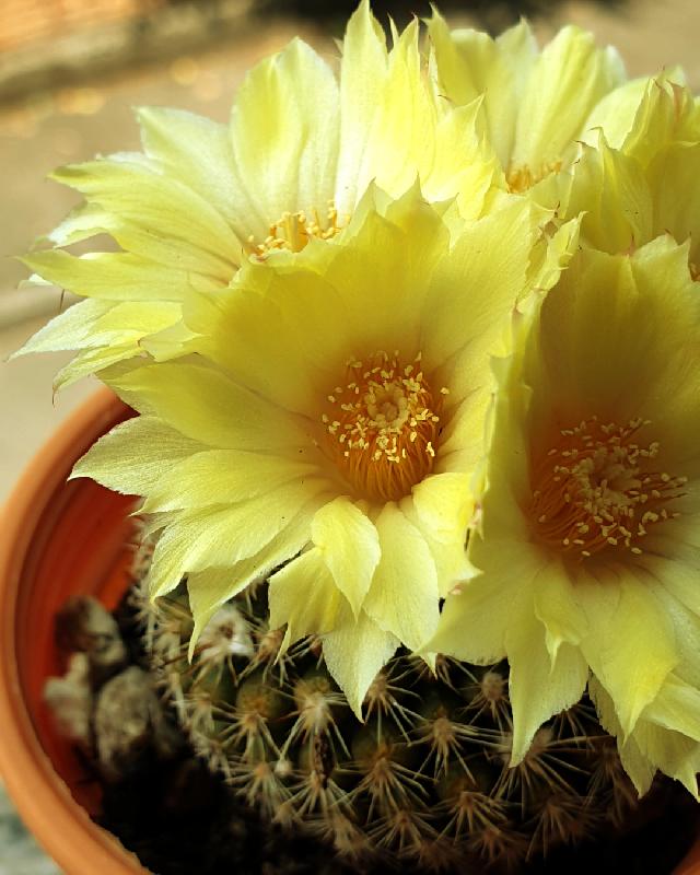 Parodia_formosa_3a.jpg